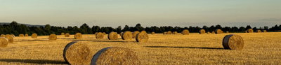 A field filled with hay bales during the golden hour, capturing the warm light of the setting sun. The sky is clear and blue.