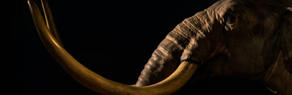 Steppe mammoth at the Australian Museum against an all-black background.