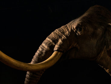 Steppe mammoth at the Australian Museum against an all-black background.