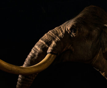 Steppe mammoth at the Australian Museum against an all-black background.